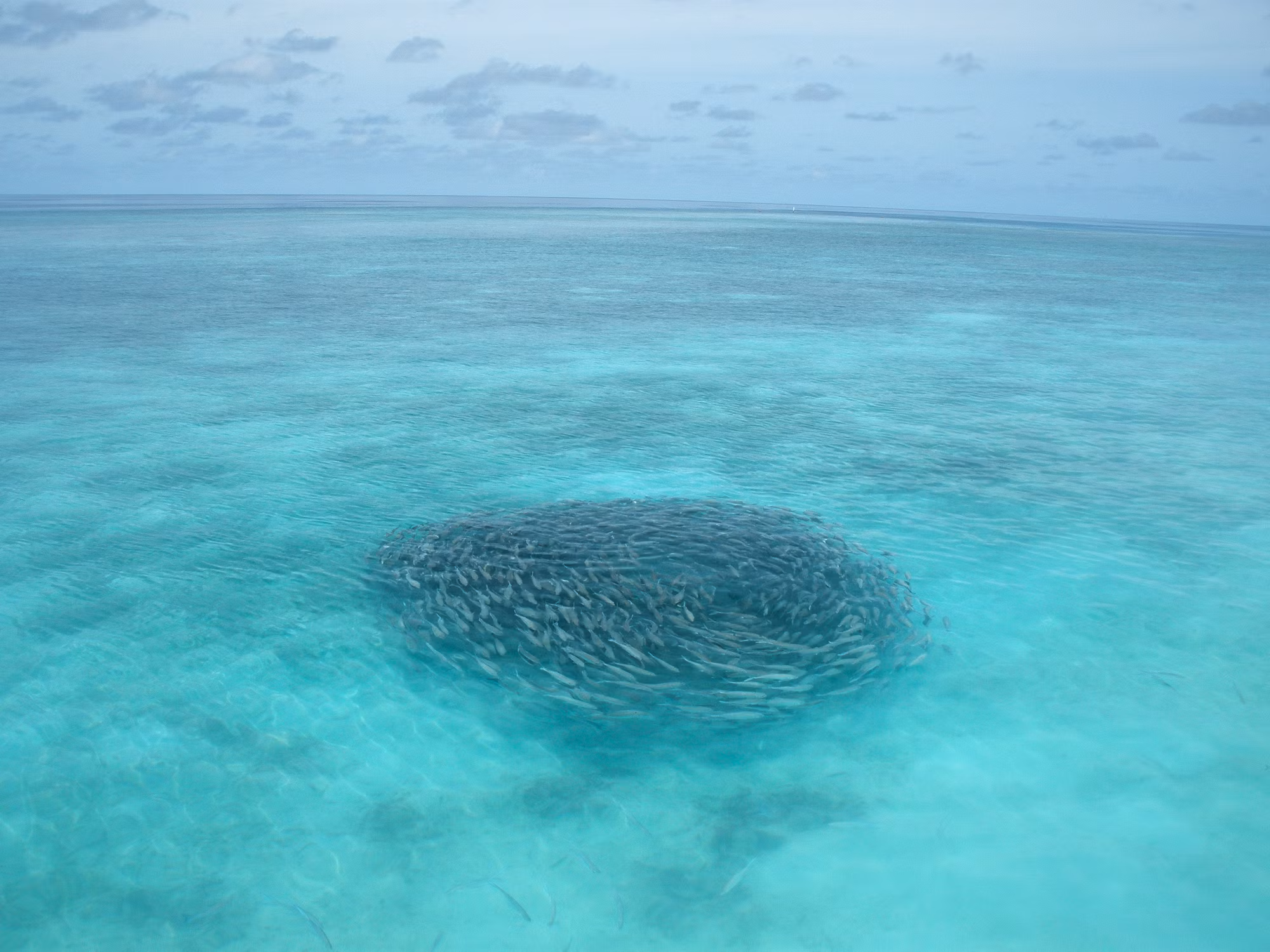 Culinary Journeys: Discovering the Flavors of World Cuisine